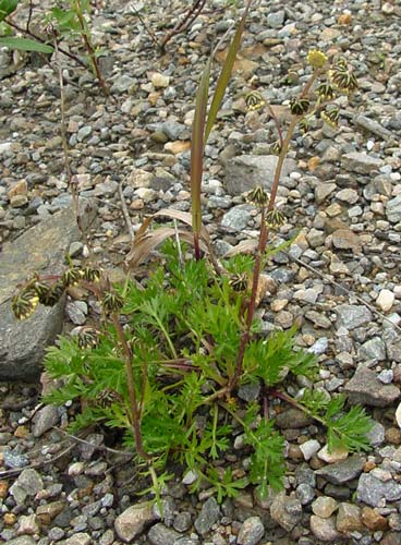 Armoise Artemisia arctica saxicola