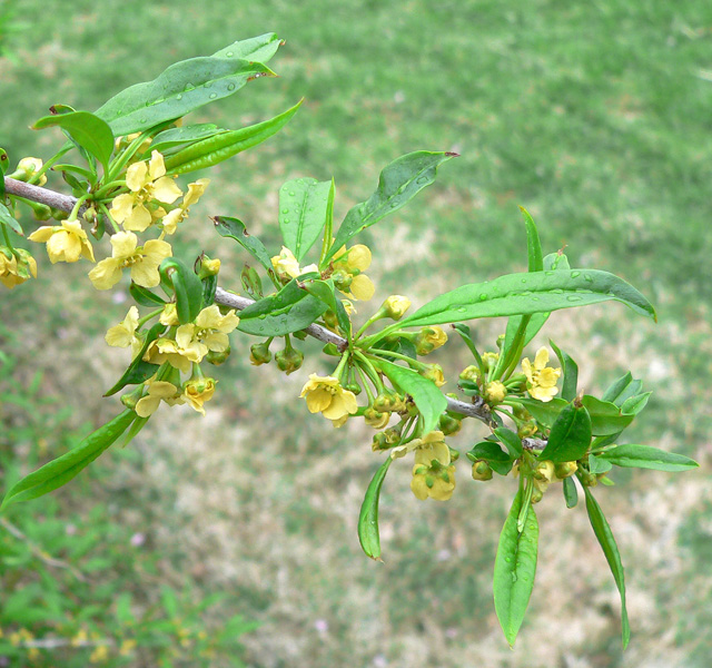 Prinsepia sinensis 