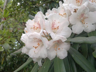 Rhododendron formosanum 