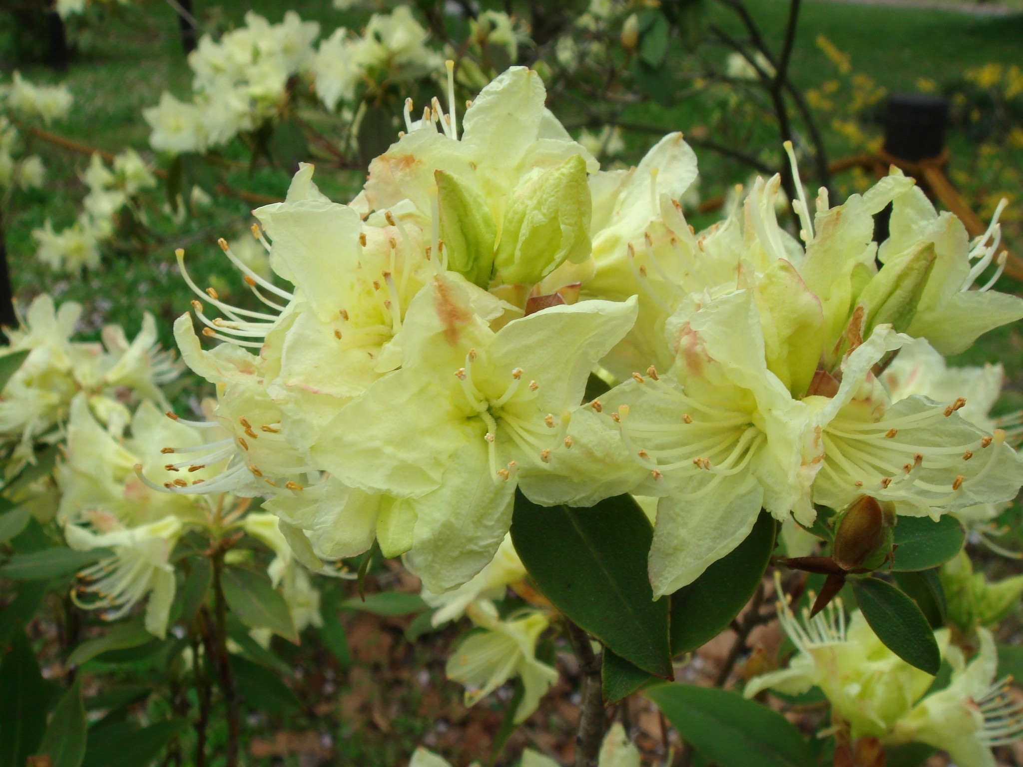 Rhododendron keiskei 'cordifolium'