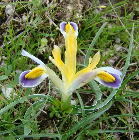 Iris maracandica 