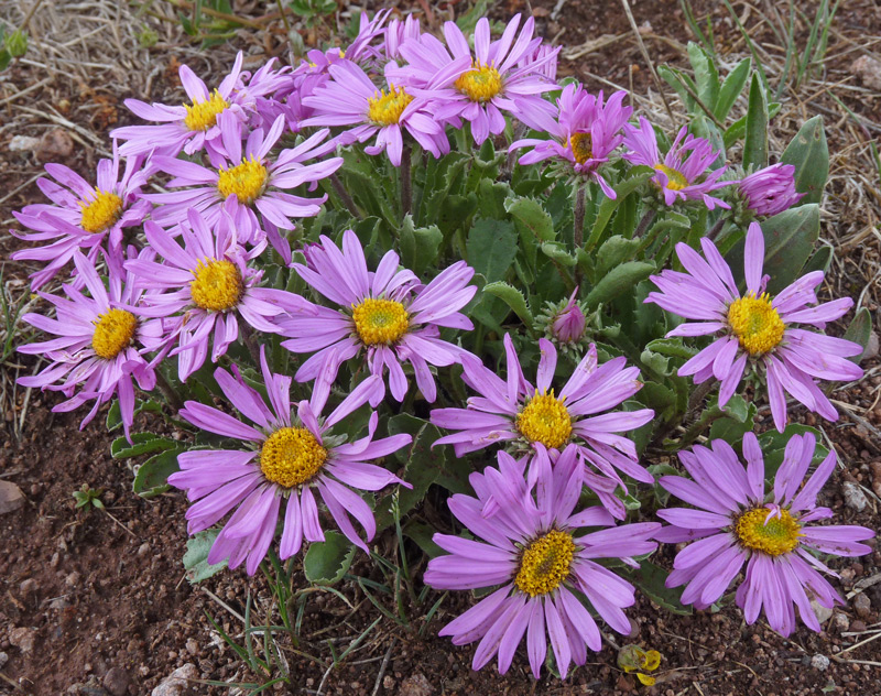Aster de Nouvelle-Angleterre Aster coloradoensis 