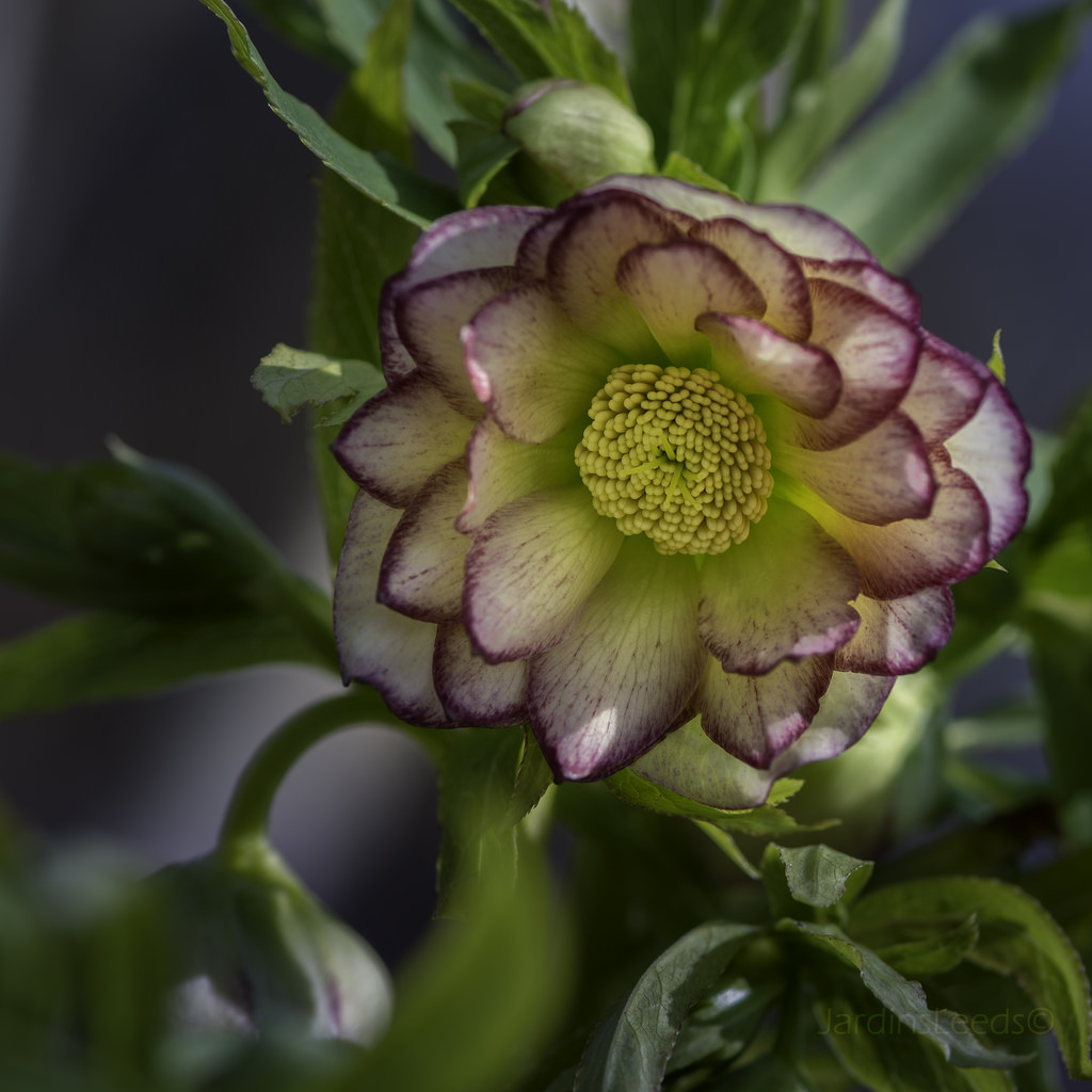 Hell&eacute;bore, S&eacute;rie Winter Jewels, Helleborus ×hybridus WJ 'Rose Quartz'
