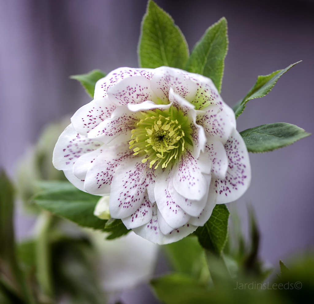 Hell&eacute;bore, Helleborus ×hybridus 'Winter Jewel Peppermint Ice'