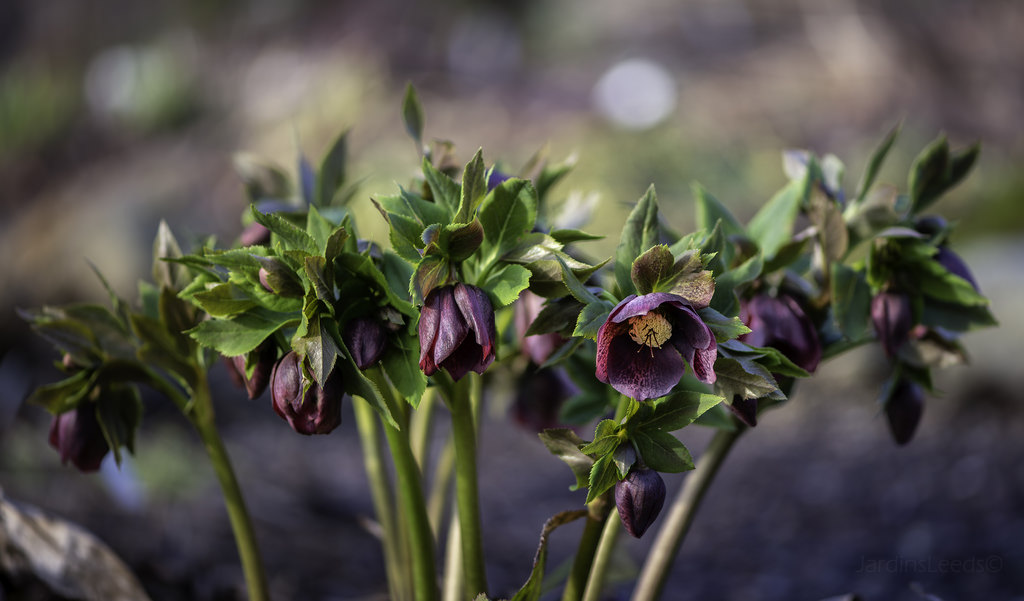 Hell&eacute;bore, Helleborus ×hybridus 'Mardi Gras Plum Shades'