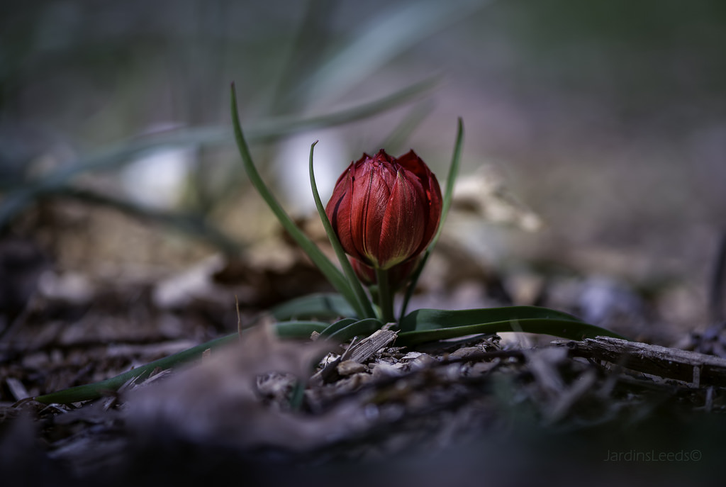 Tulipe, tulipes Tulipe Botanique Tulipa humilis Liliput