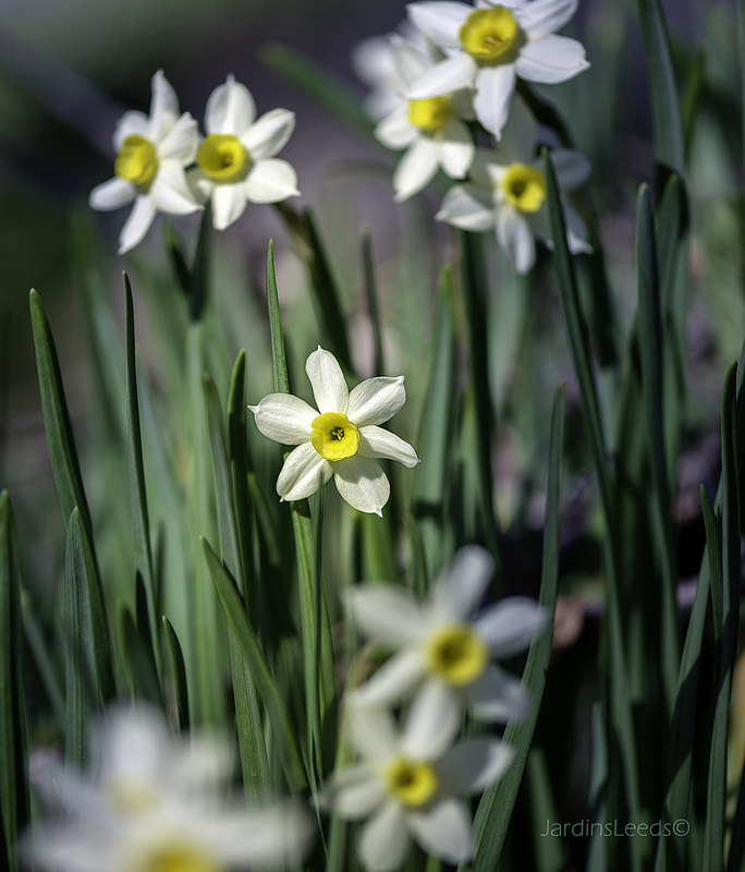 Narcisse Narcisse à bouquet, Narcisse de Constantinople, Narcisse tazette Narcissus tazetta Minnow