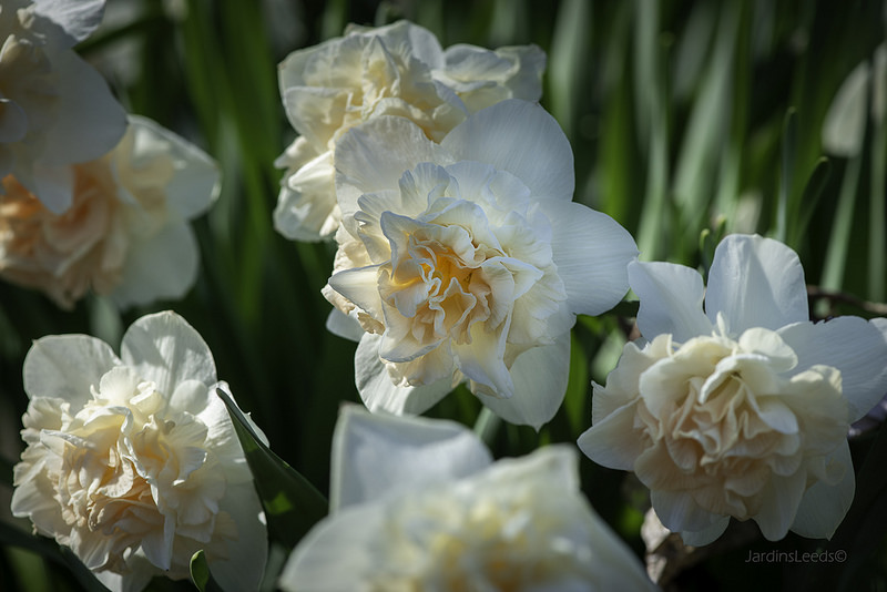 Narcisse Narcissus Flower Surprise