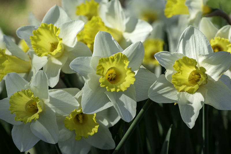 Narcisse Narcissus Alpine Glow