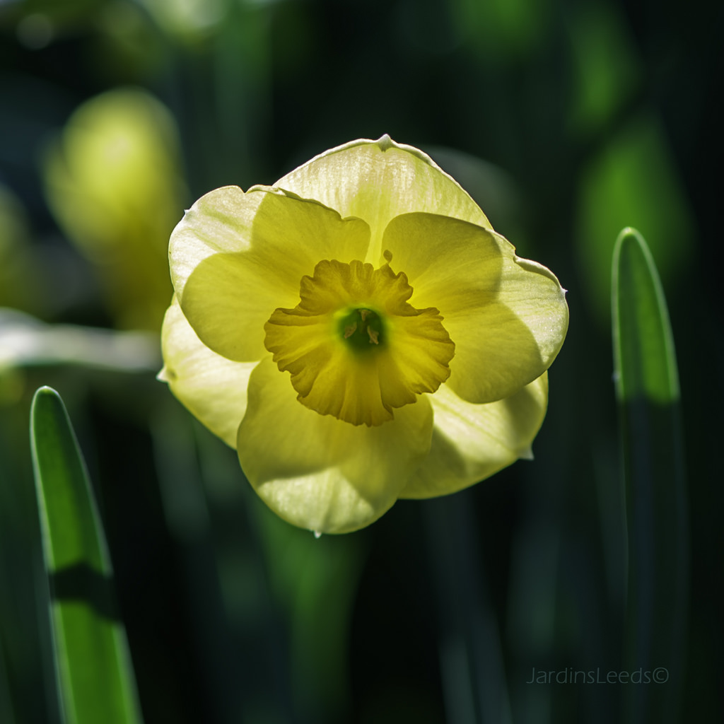 Narcisse Narcissus Sun Disc