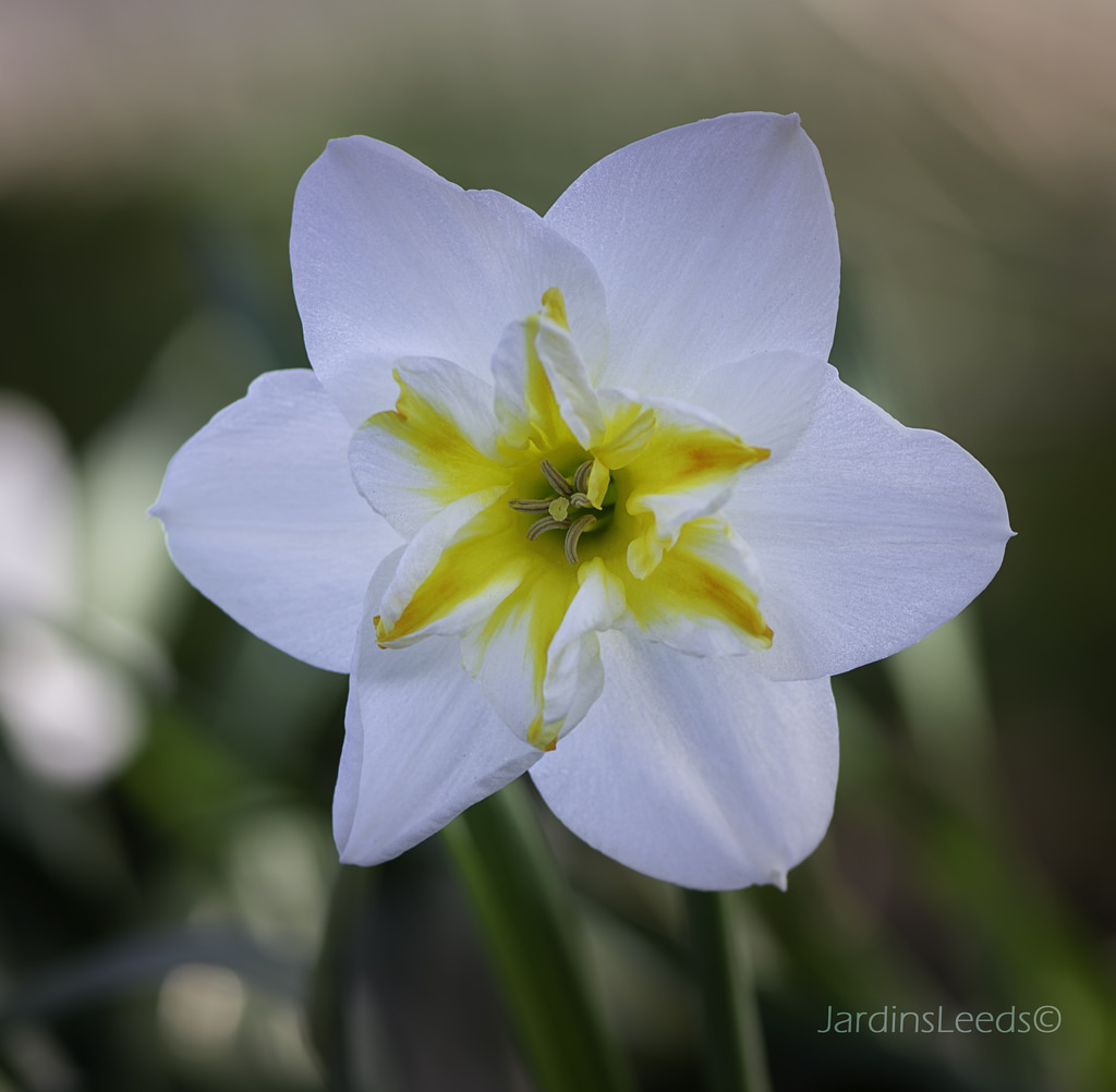 Narcisse, Narcissus 'Parabole'