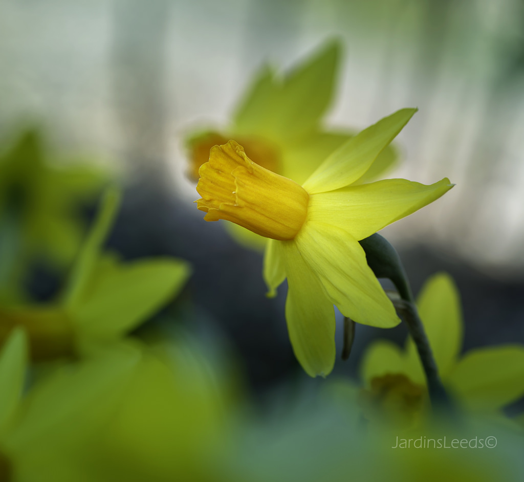 Narcisse, Narcissus ×cyclamineus 'Itzim'
