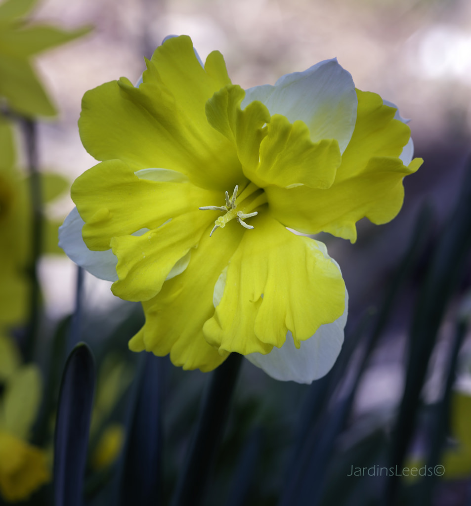 Narcisse Narcissus Banana Daiquiri
