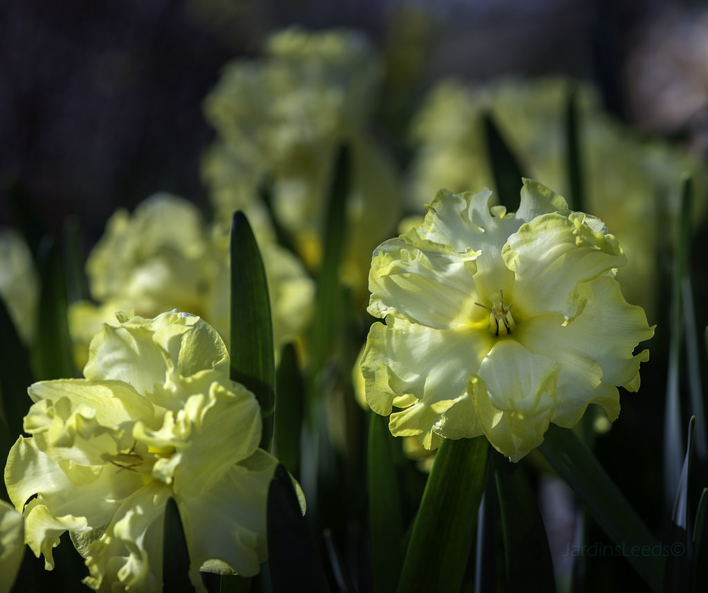 Narcisse, Narcissus 'Sunny Side Up'