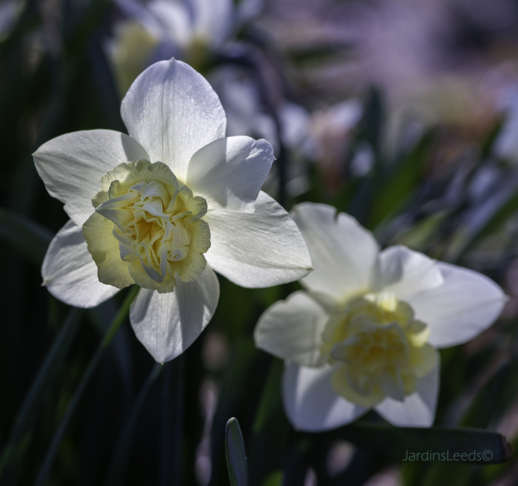 Narcisse, Narcissus 'Popeye'