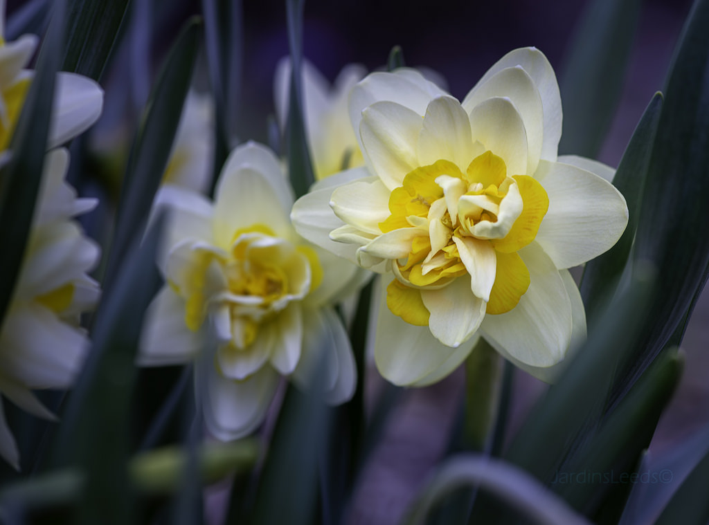 Narcisse Narcissus Mrs Langtry