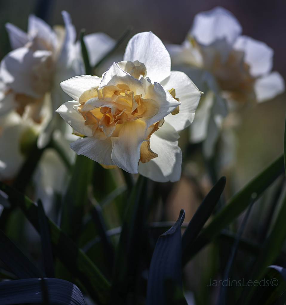 Narcisse, Narcissus 'Extravaganza'