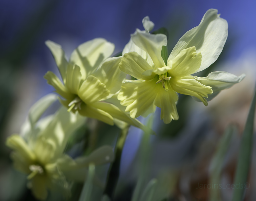 Narcisse Narcissus Exotic Mystery