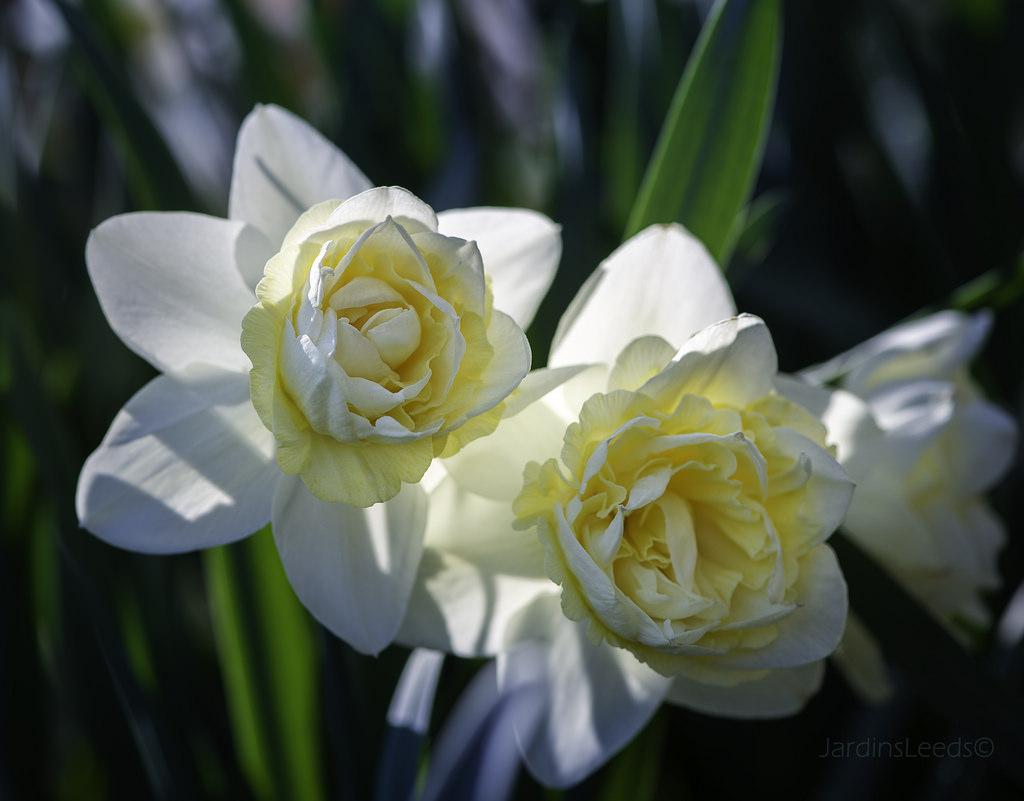 Narcisse, Narcissus 'Camino'