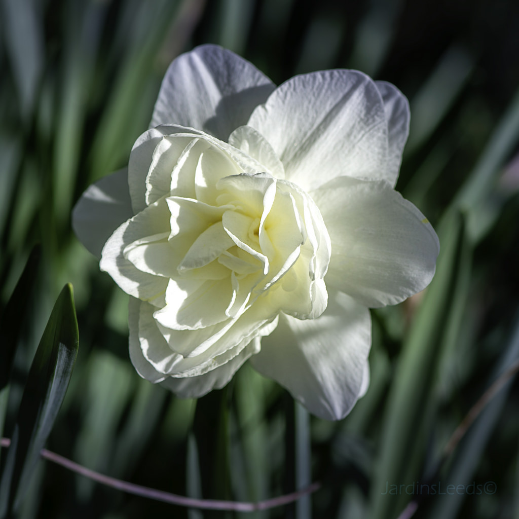 Narcisse, Narcissus 'Obdam'