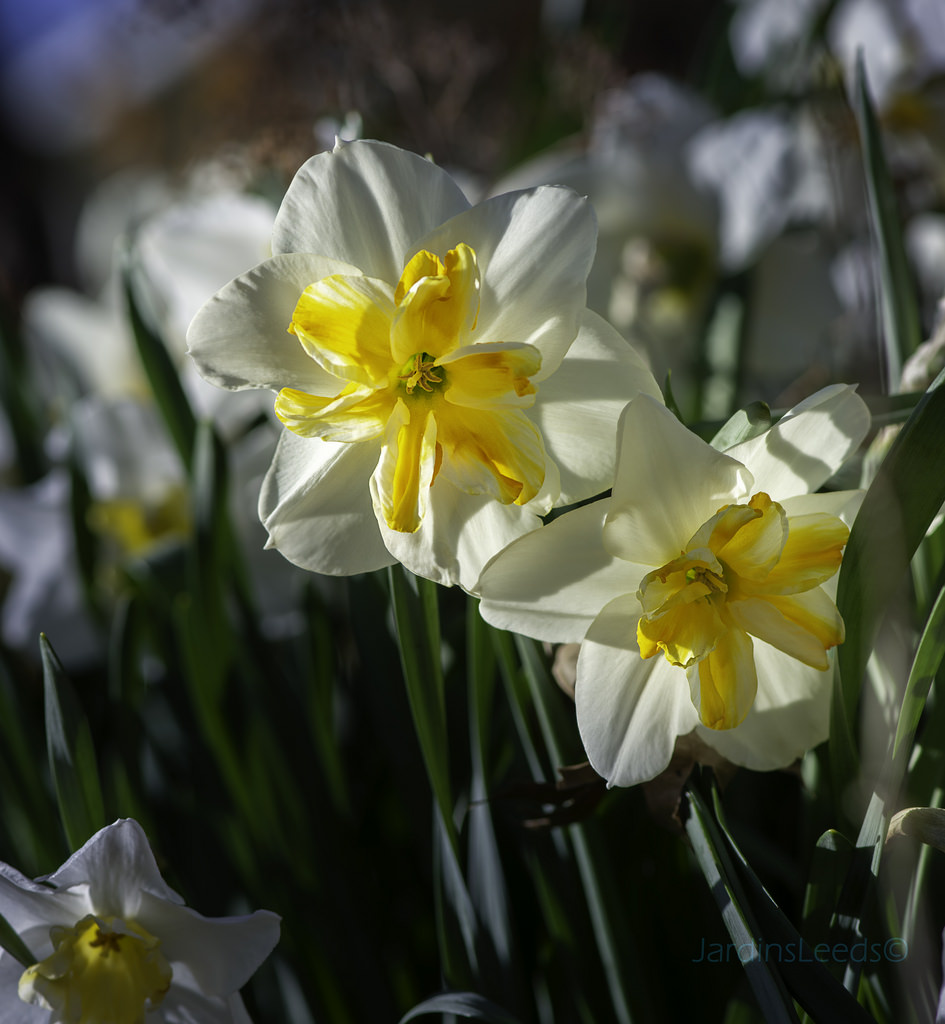 Narcisse, Narcissus 'Marie Jose'