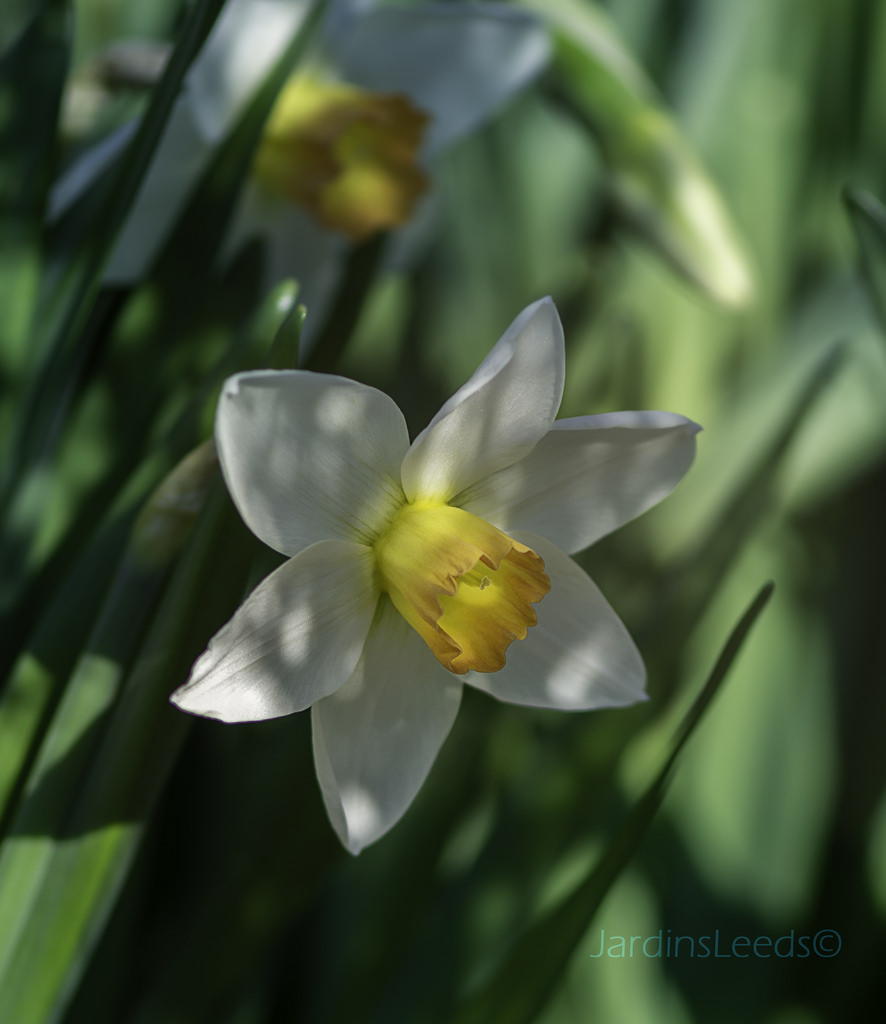 Narcisse, Narcissus 'Flower Record'