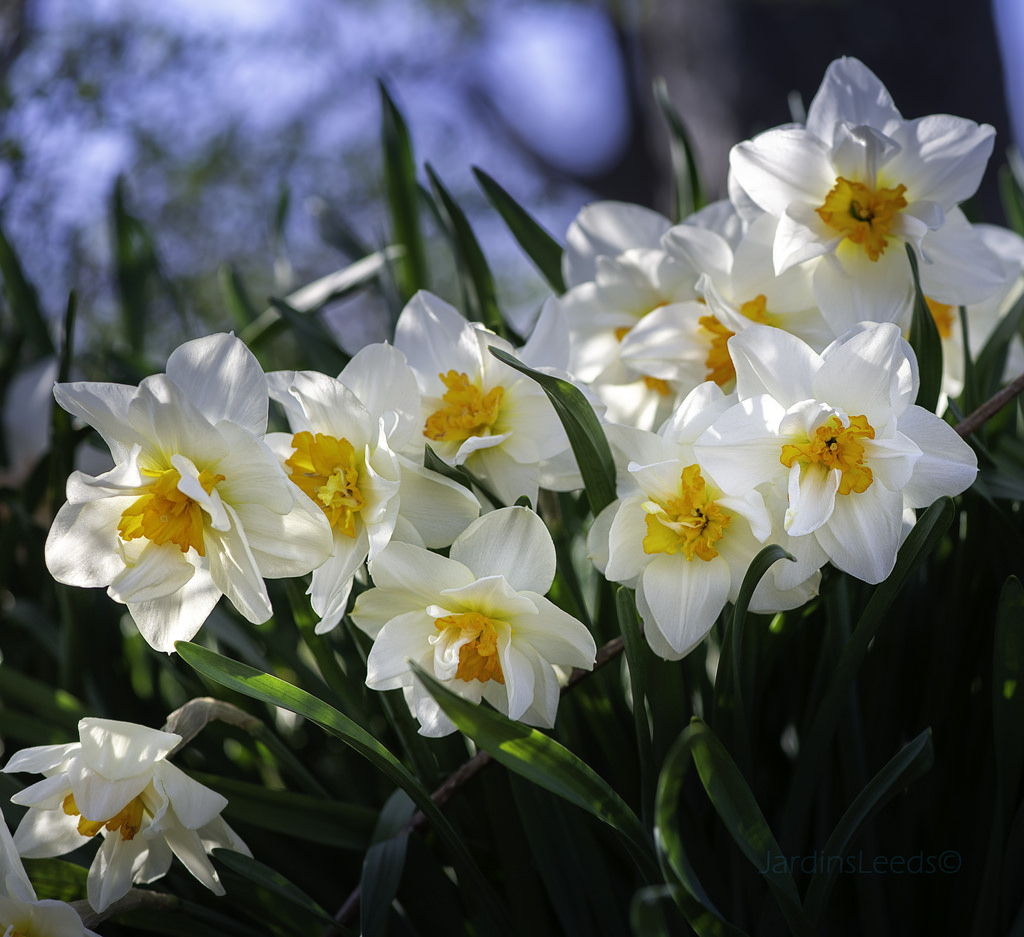 Narcisse Narcissus Flower Drift