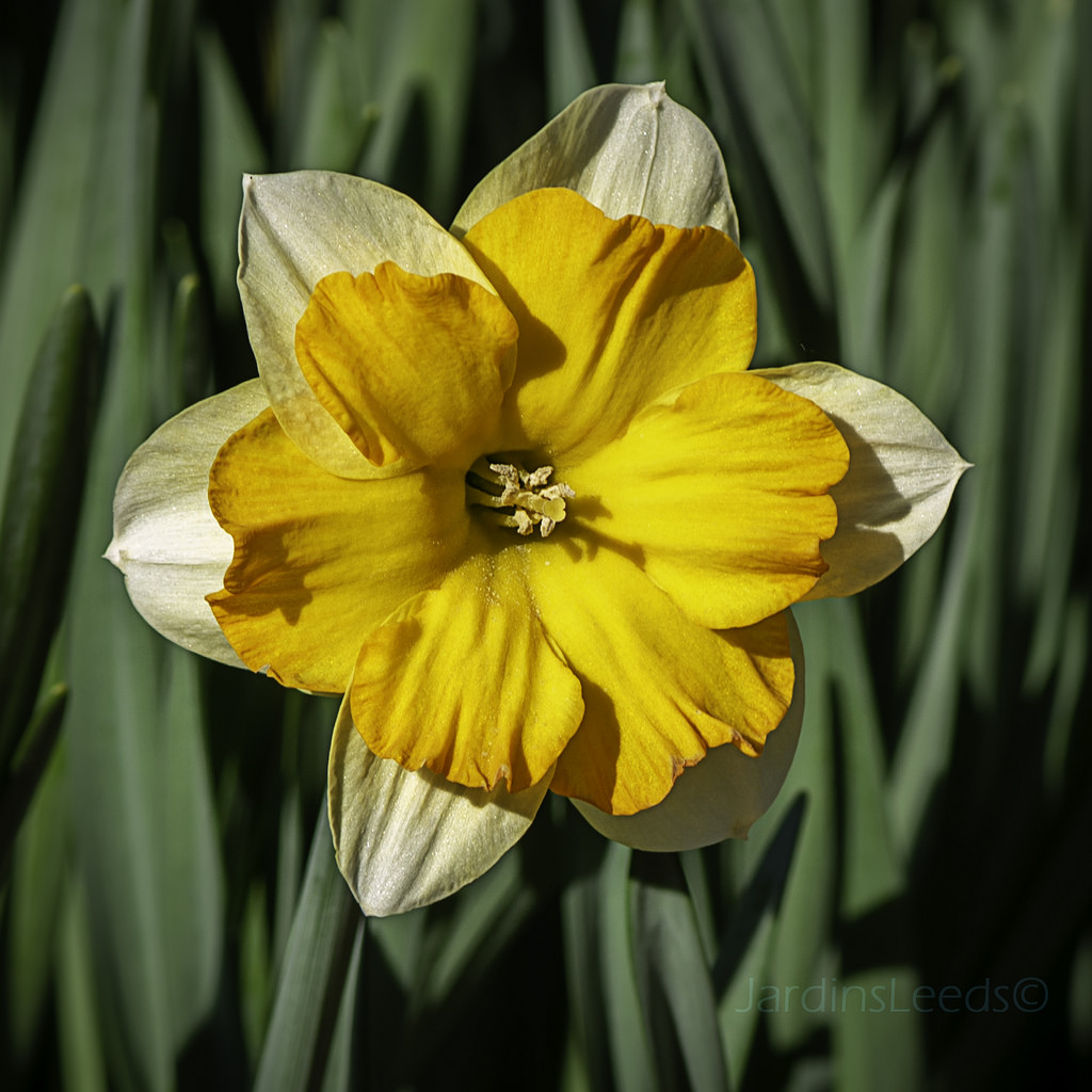 Narcisse, Narcissus 'Centanees'