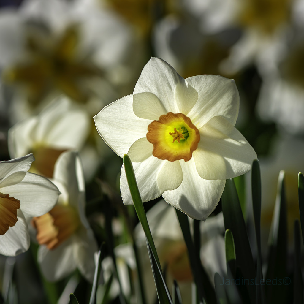 Narcisse, Narcissus 'Accent'