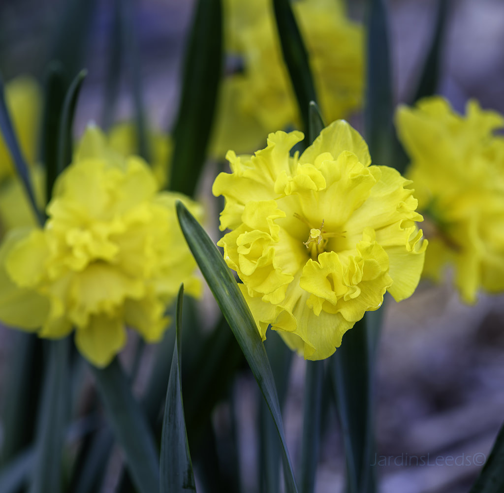 Narcisse Narcissus Flyer