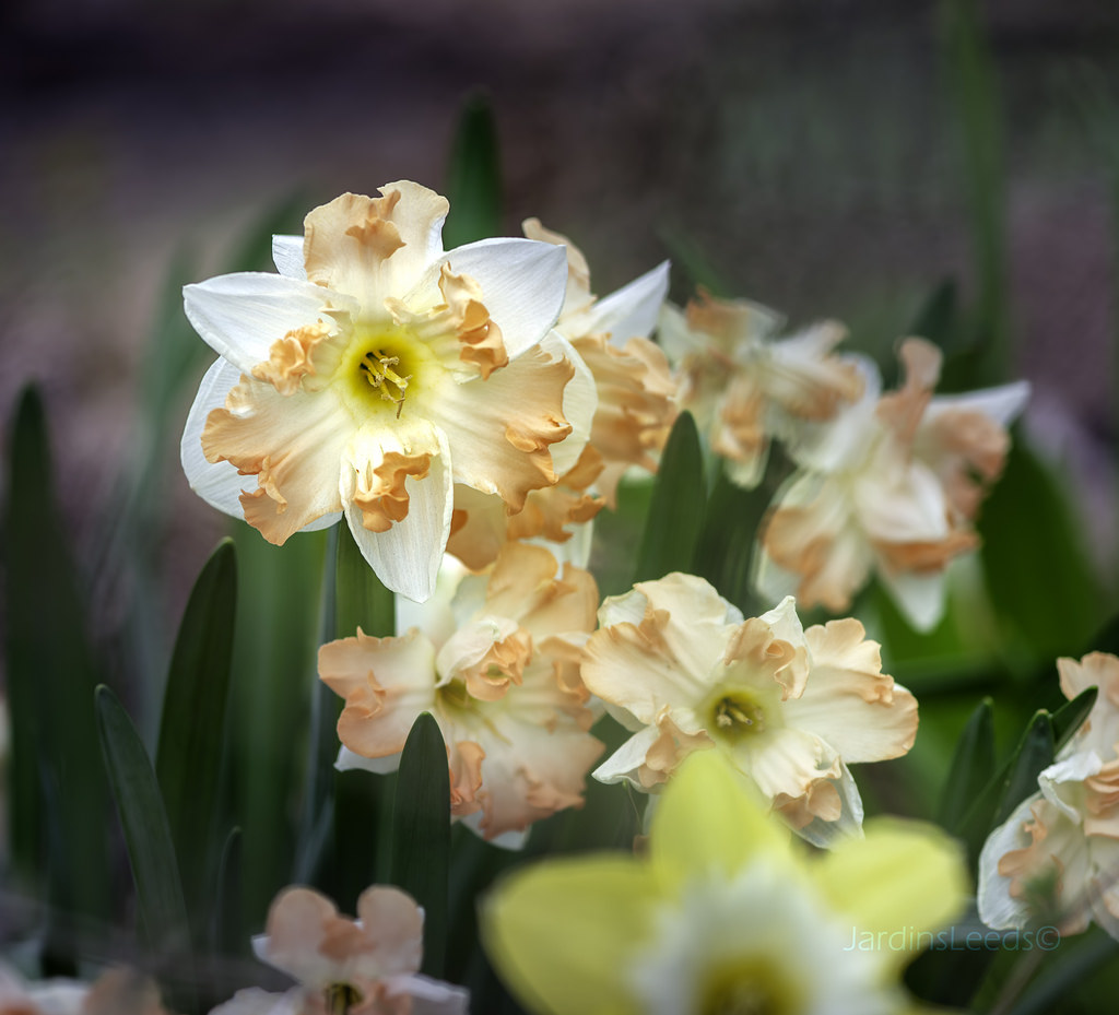Narcisse, Narcissus 'Sunny Girl'