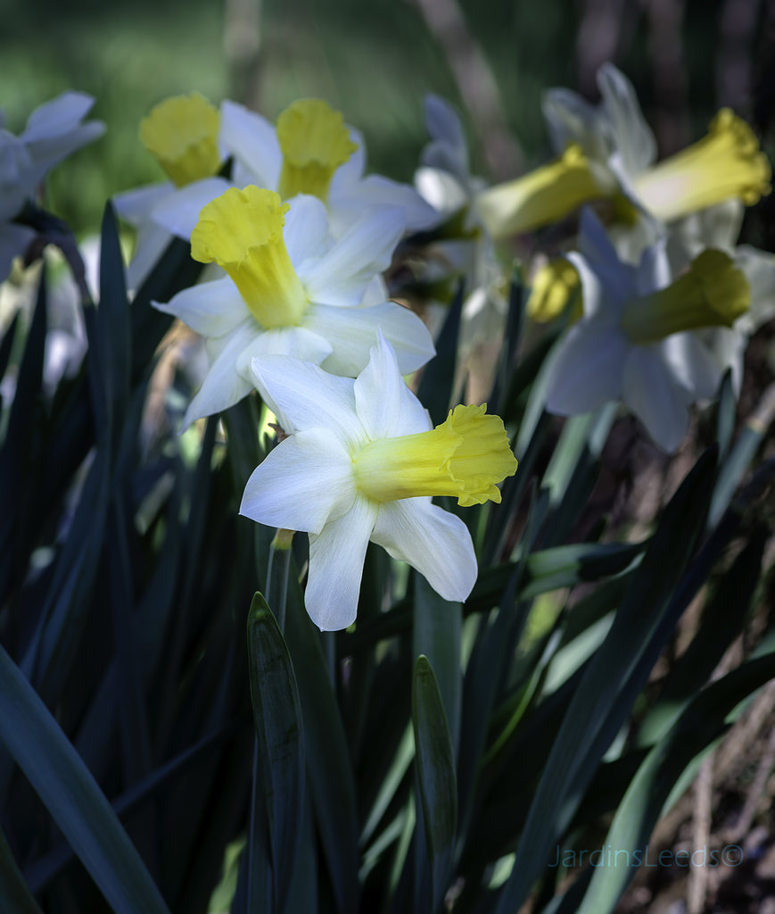 Narcisse, Narcissus 'Magnet'