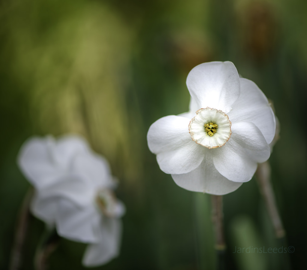 Narcisse Narcissus Dreamlight