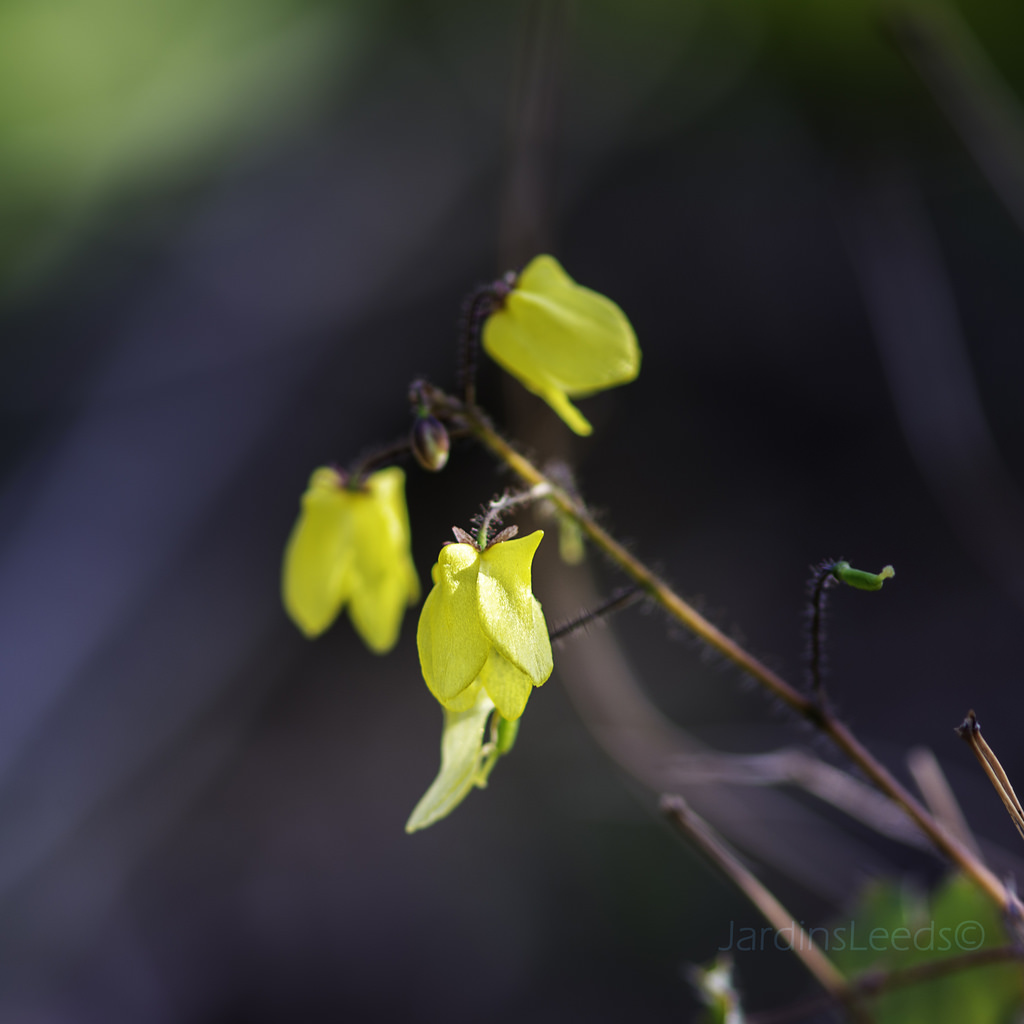Epim&egrave;de, fleur des elfes, &#201;pim&eacute;dium, Epimedium 'Lemon Zest'