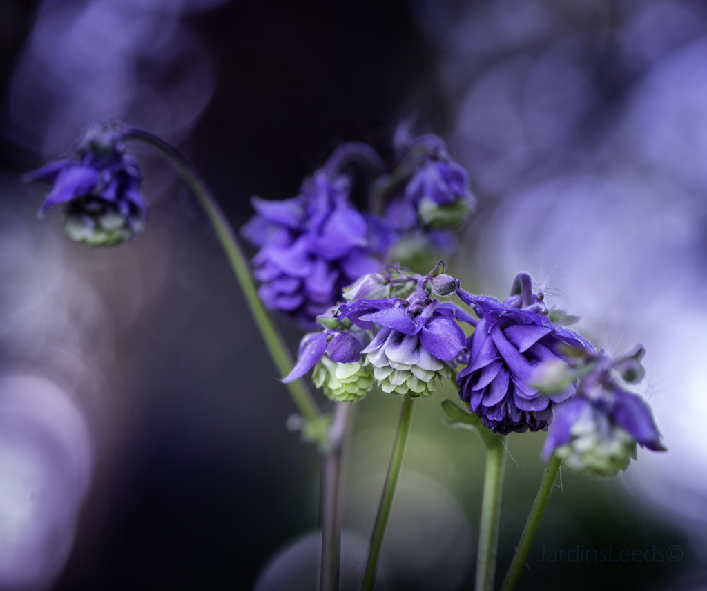 Ancolie Aquilegia Double Lilac Blue