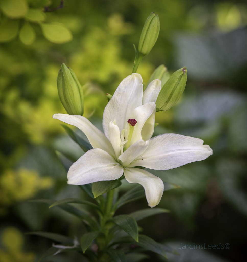 Lys Asiatique Lilium ×asiatique Anne Marie's Dream