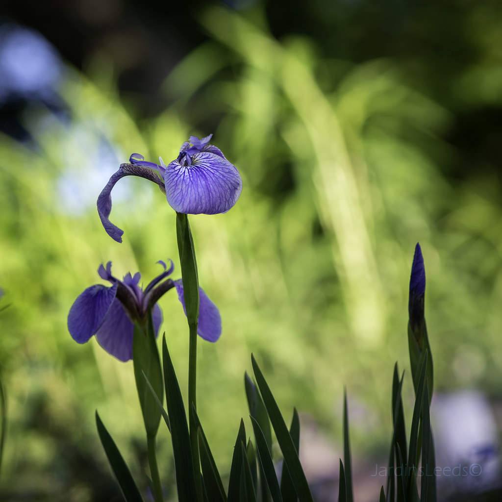 Iris arcticum 