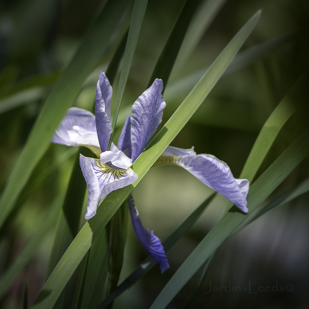 Iris de Sib&eacute;rie, Iris sibirica 'Soft Blue'