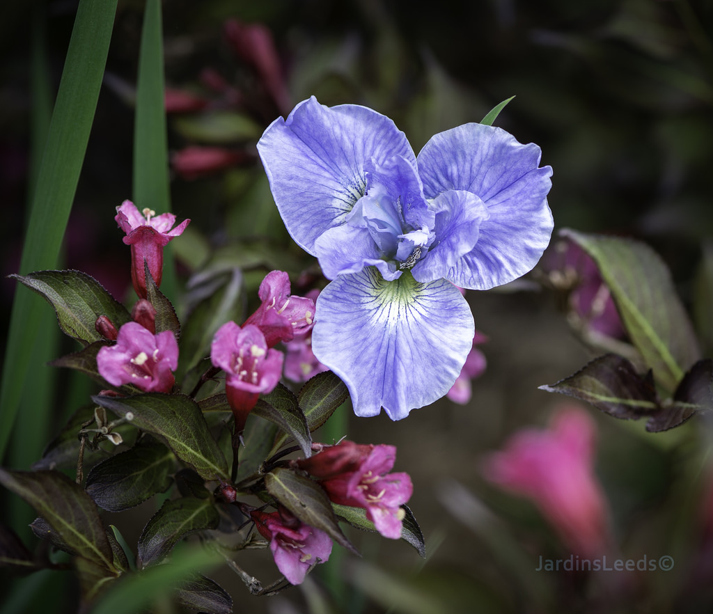 Iris de Sib&eacute;rie, Iris sibirica 'Dear Delight'