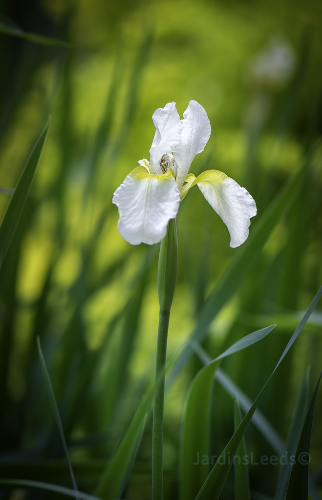 Iris de Sib&eacute;rie, Iris sibirica 'Rimouski'