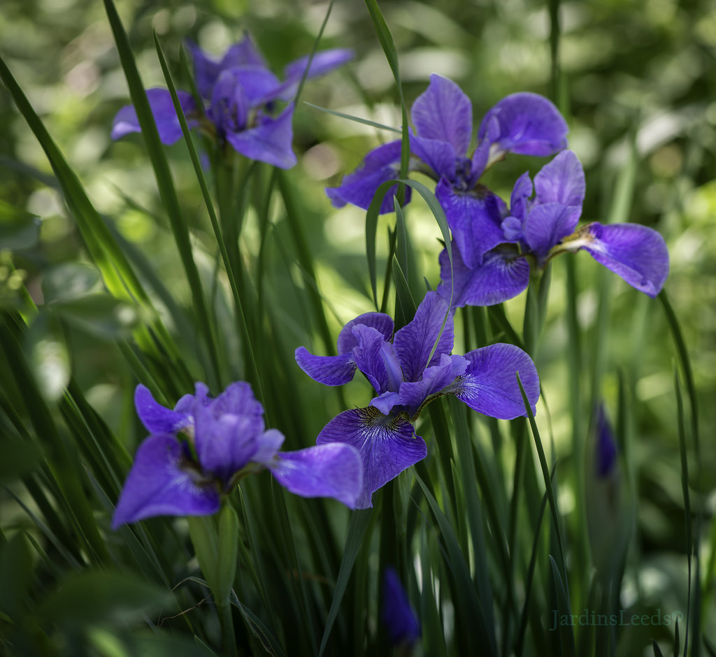 Iris de Sib&eacute;rie, Iris sibirica 'Percheron'