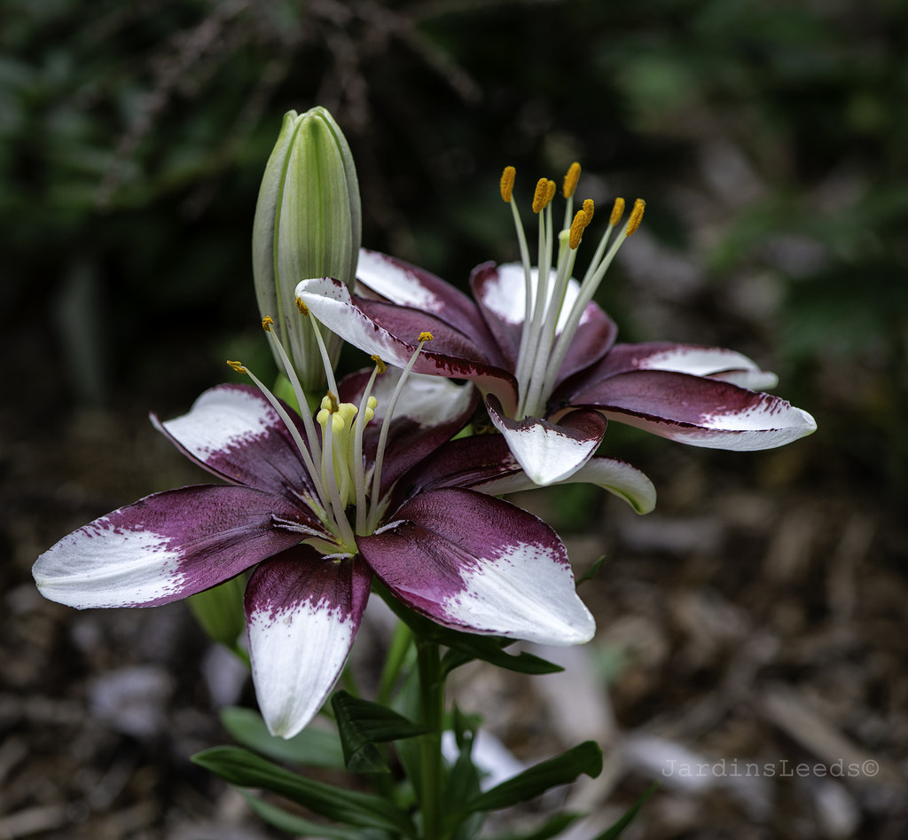Lys Asiatique Lilium ×asiatique Tiny Padhye