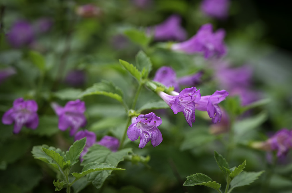 Calament, Calament &agrave; grandes fleurs, Calamintha grandiflora 'Elfin Purple'