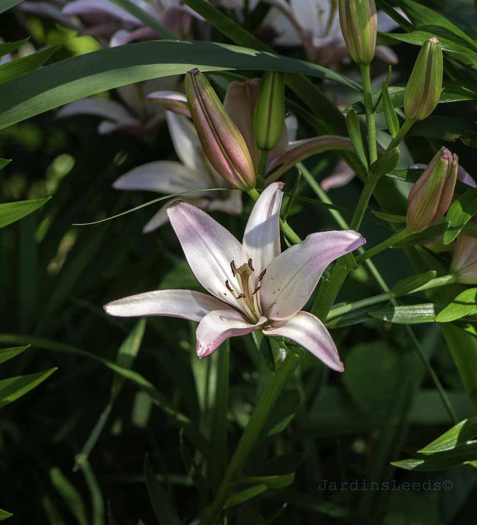 Lys Asiatique Lilium ×asiatique Rosella's Dream