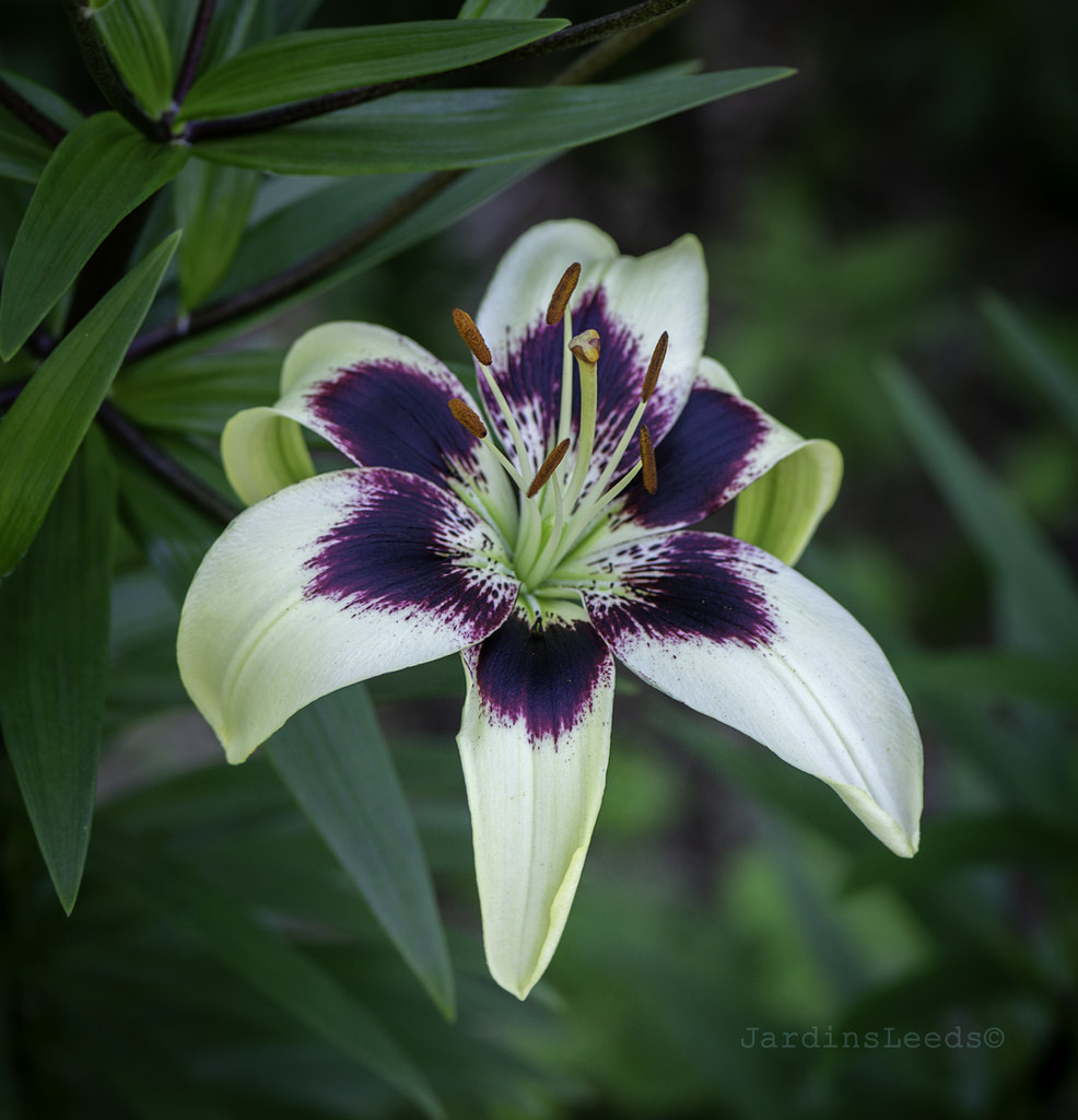 Lys, Asiatique, Lilium ×asiatique 'Purple Reign'