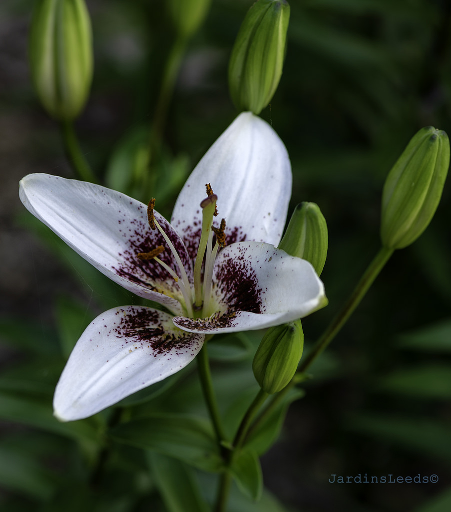 Lys Asiatique Lilium ×asiatique White Pixels