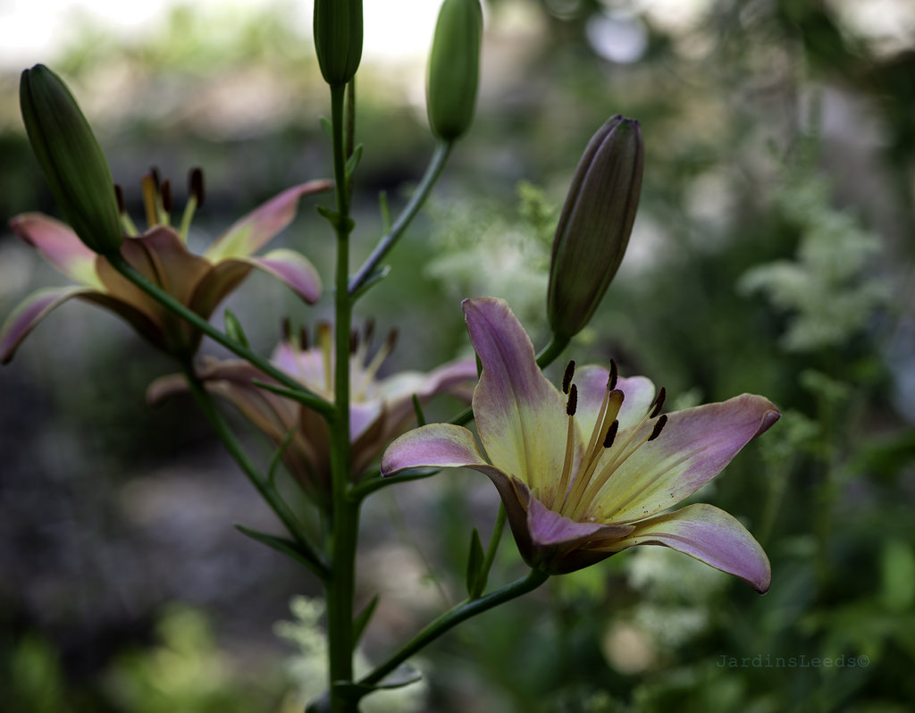 Lys, Asiatique, Lilium ×asiatique 'Cancun'