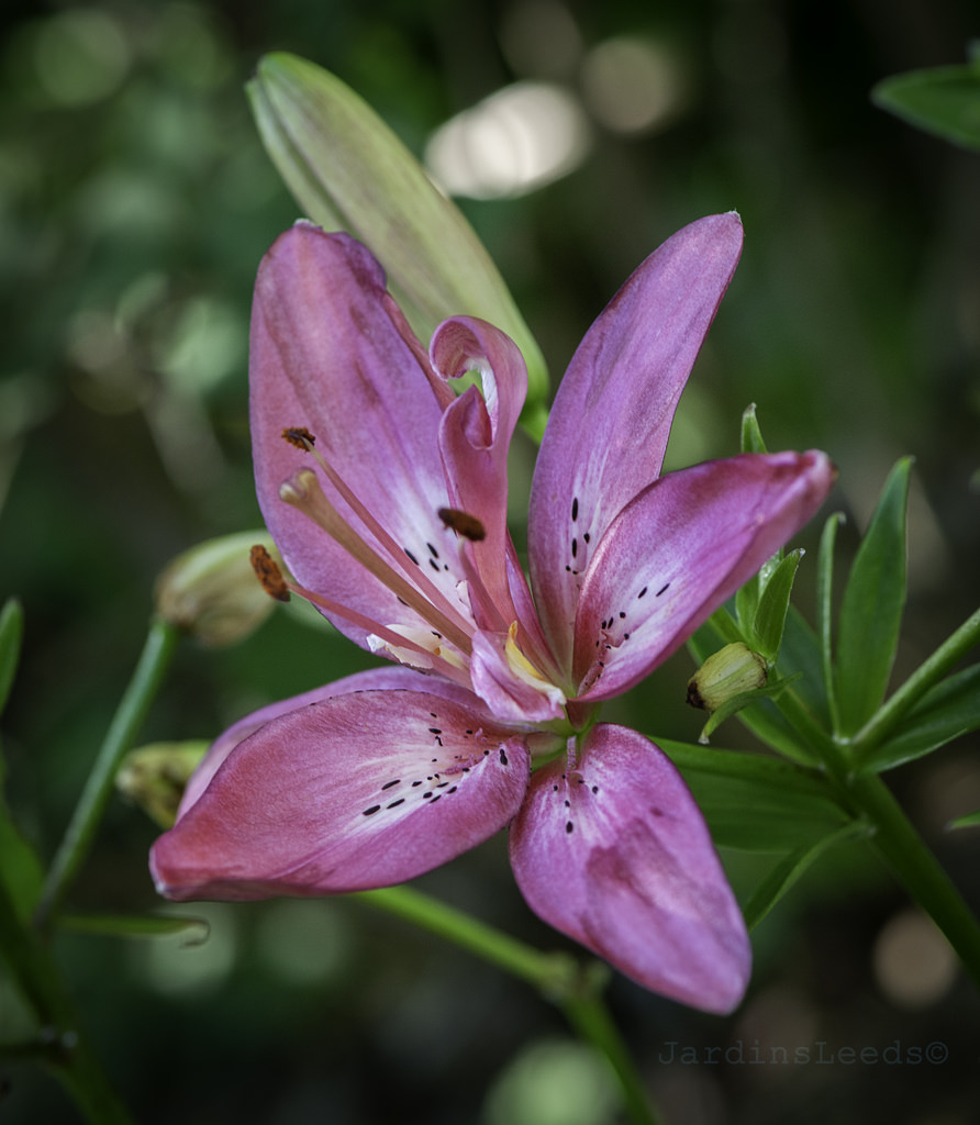 Lys, Asiatique, Lilium asiatique 'Pacific Joy'
