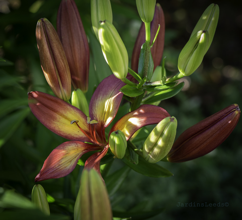 Lys Asiatique Lilium ×asiatique Majestic Joy