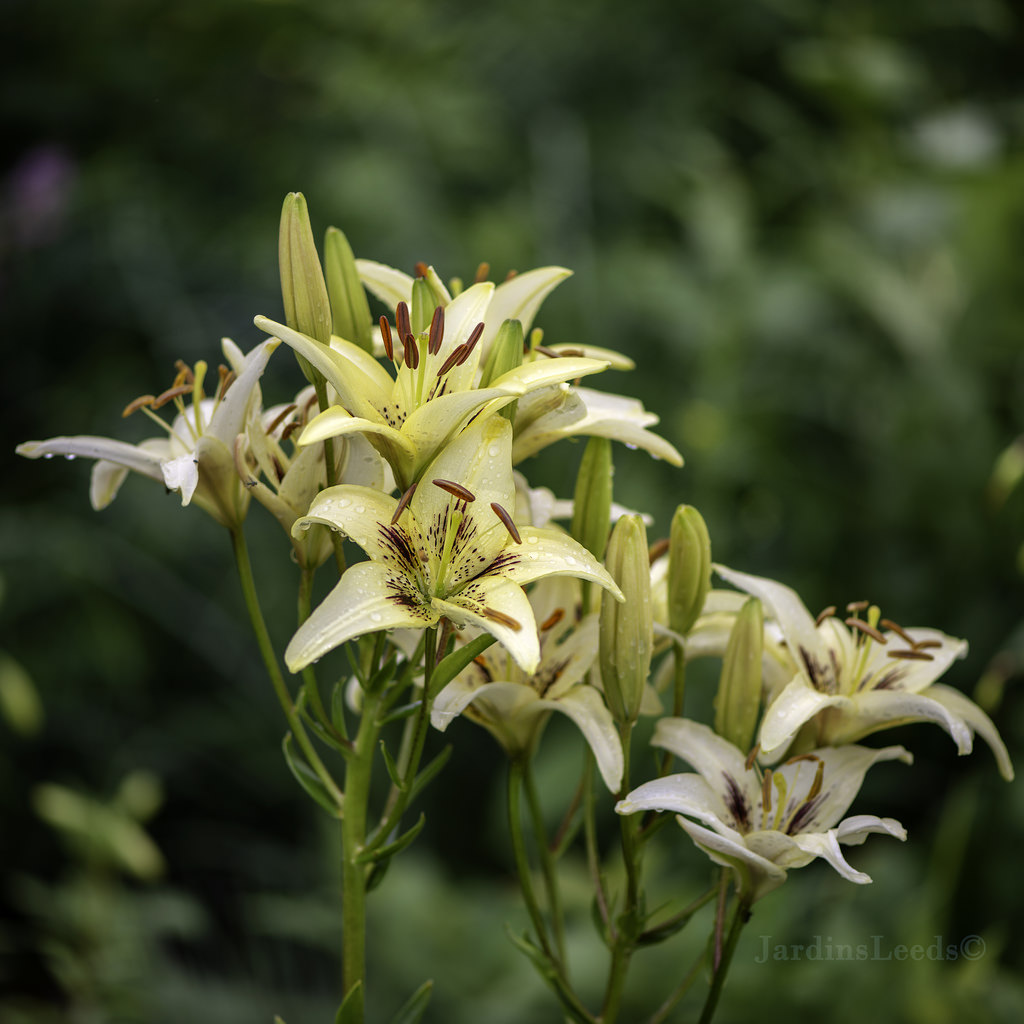 Lys, Asiatique, Lilium ×asiatique 'Brushstroke'